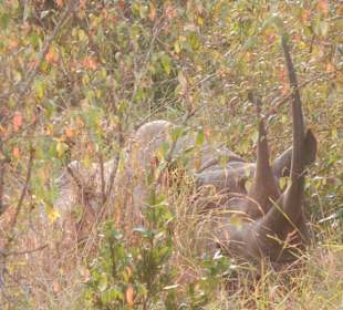 Ganz selten, ein Nashorn