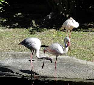 Flamingos am Fuße des Wasserfalls