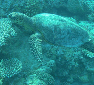 Schildkröte im Korallengarten