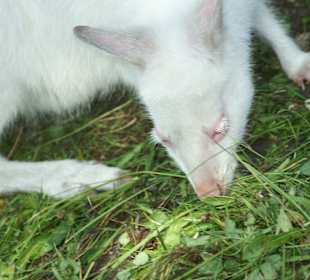 Kameltheater & Weißer Hof