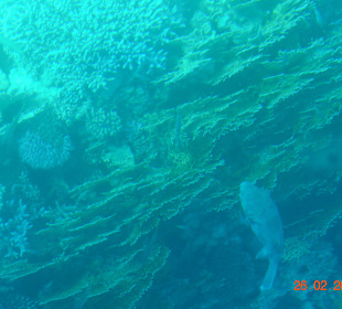 Подводный мир