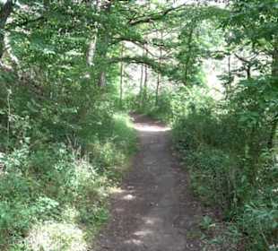 Wanderweg - Alter Steinbruch Pfaffenberg Runde