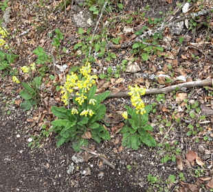 Eiszeitpfad - Burgfelsenpfad