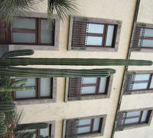 Rückseite mit Riesenkakteen