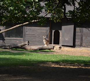Zoo