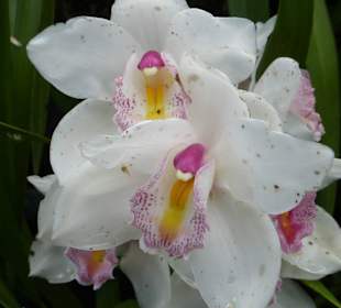 Im Tropical Garden: prachtvolle Orchideen
