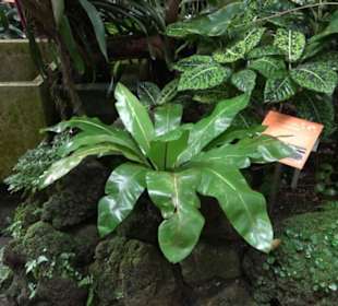 Tropicarium