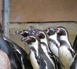Pinguine bei der Fütterung