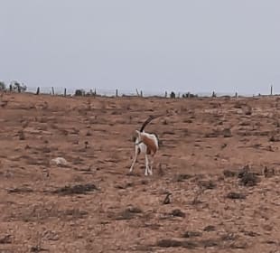 Nationalpark Souss Massa mit Safari und Steilküste