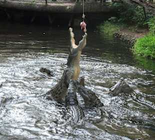 Krokodilfütterung