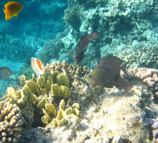 Die Unterwasserwelt des Roten Meeres / Red Sea