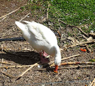 Rundgang durch die Idylle von Mimi´s Eco Farm