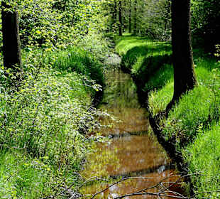 Spaziergang durch den Bremer Stadtwald