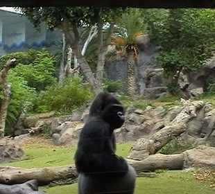 Орангутанг