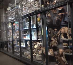 Museum für Naturkunde