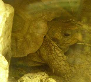 Afrikanische Schnabelbrustschildkröte
