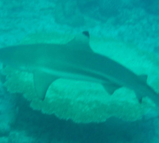 Schwarzspitzen Riffhai