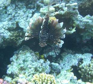 Schnorcheln am Hausriff