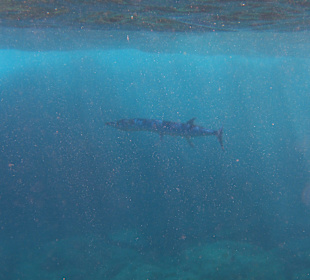 Andaman Snorkel Discovery