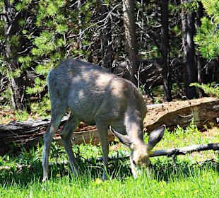 Yellowstone Nationalpark
