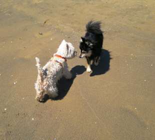 Der Hundestrand dei Pini