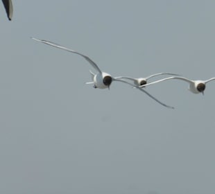 Ständige Begleitung der Adler II