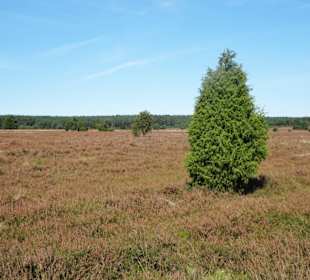 Wanderung von Undeloh durch die Heide