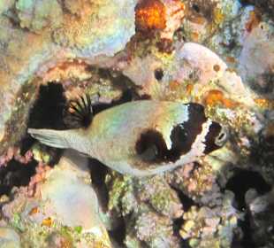 Schnorcheln Dahab