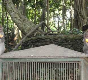 Affen und die Bananen