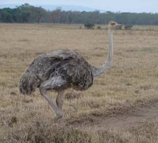 Straussenweibchen