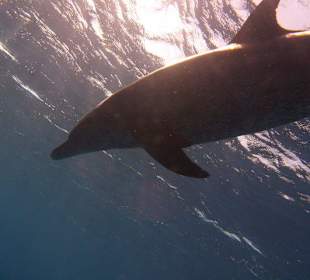Sonnenspiel der Delfine...