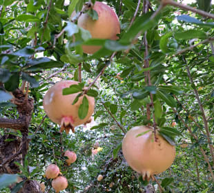 Gartenanlage