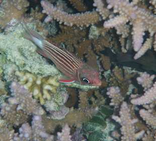 Diademsoldatenfisch lagune rechts am Wrack