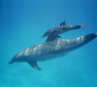 Delphin mit Babay