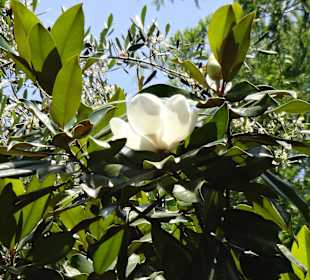 Botanischer Garten