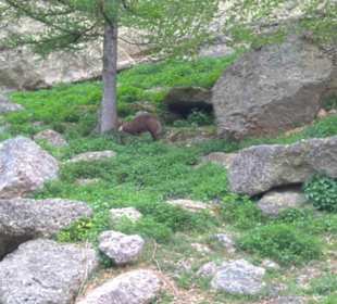 Eurasienbereich - Gämse