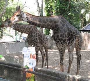 Chiang Mai Zoo - Hautnah