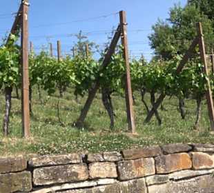 Weinlehrpfad
