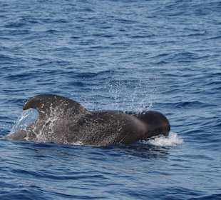 Grindwal vor La Gomera