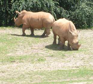 Safari super viele Tiere