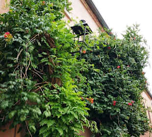 Hausfronten