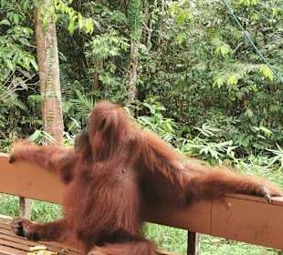 Semenggoh Orang Utan Rehabilitations Center
