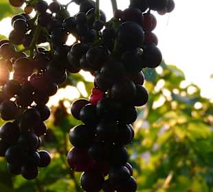Mitten im Weinberg