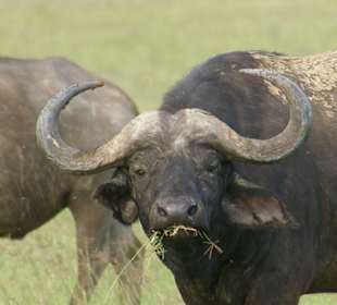 Nie przeszkadzaj mi w jedzeniu!