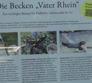 Wasserbecken Vater Rhein - Neptunbrunnen