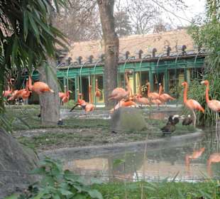 Flamingos