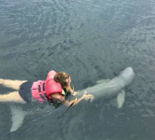 Mit Delfinen zu schwimmen war atemberaubend!
