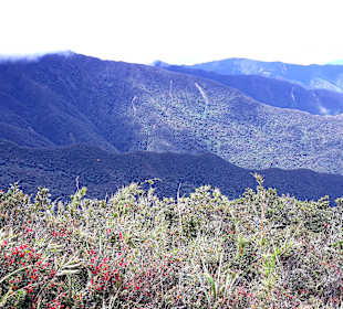 Podocarpus Nationalpark