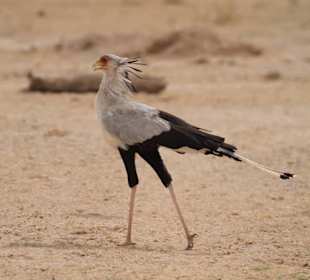 Secretary bird