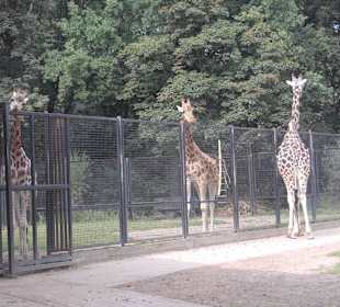 Zoo Warszawa